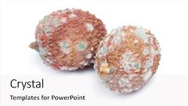  Presentation with fruits - Amazing PPT layouts having decomposers - group of rotten lychees fruits backdrop and a white colored foreground