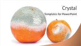  Presentation with orange - Beautiful presentation theme featuring decomposers - moldy orange and a moldy backdrop and a white colored foreground