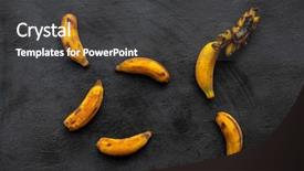  Presentation with green bananas hanging on banana - Beautiful theme featuring decomposers - overripe bananas on dark background backdrop and a dark gray colored foreground