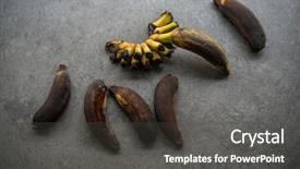 Presentation with green bananas hanging on banana - Slide deck consisting of decomposers - rotten bananas on grey background background and a dark gray colored foreground