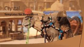  Presentation with rajasthan - Presentation design having decorated-camel-close-up-view background and a coral colored foreground