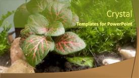  Presentation with save earth - Presentation theme featuring decoration-bonsai-in-a-glass background and a tawny brown colored foreground