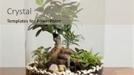  Presentation with save earth - Presentation design consisting of decoration-bonsai-in-a-glass background and a soft green colored foreground