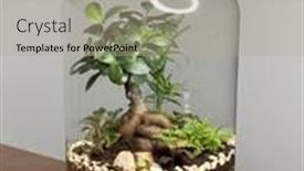  Presentation with save earth - Slide deck consisting of decoration-bonsai-in-a-glass and a mint green colored foreground
