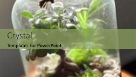  Presentation with save earth - Slide set enhanced with decoration-bonsai-in-a-glass background and a seafoam green colored foreground