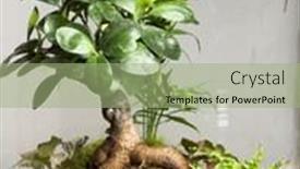  Presentation with save earth - PPT theme enhanced with decoration-bonsai-in-a-glass and a mint green colored foreground