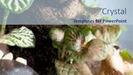  Presentation with save earth - PPT theme featuring decoration-bonsai-in-a-glass background and a sky blue colored foreground