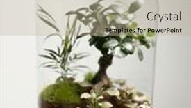 Presentation with save earth - Presentation design having decoration-bonsai-in-a-glass and a mint green colored foreground