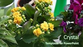  Presentation with closeup of sugarcane plants - Cool new slide deck with decoration cyclamen - beautiful plants closeup backdrop and a  colored foreground