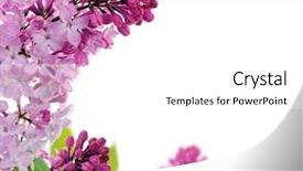  Presentation with wedding floral frame - Audience pleasing slides consisting of decoration lilac - spring floral frame backdrop and a  colored foreground