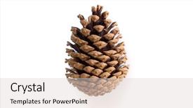  Presentation with pine cone - Theme enhanced with decoration sample - pine cone isolated background and a lemonade colored foreground