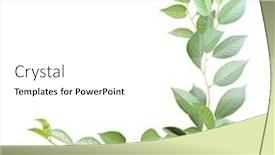  Presentation with green leaves - Colorful PPT theme enhanced with decorative-angle-with-branch backdrop and a white colored foreground