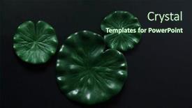  Presentation with water lily - Cool new presentation with decorative-artificial-water-lily-leaves backdrop and a tawny brown colored foreground