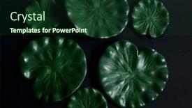  Presentation with water lily - Presentation theme consisting of decorative-artificial-water-lily-leaves background and a tawny brown colored foreground