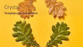  Presentation with autumn leaves - PPT theme consisting of decorative-autumn-frame-from-oak background and a yellow colored foreground