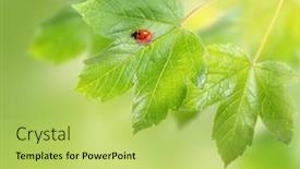  Presentation with maple - 