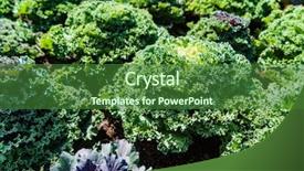  Presentation with cabbage - Presentation design consisting of decorative cabbage in the garden background and a  colored foreground