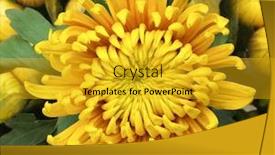  Presentation with chrysanthemum - PPT theme having decorative-composition-of-yellow-chrysanthemum background and a gold colored foreground