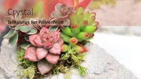  Presentation with pink green - Presentation design enhanced with decorative-floral-mix-of-pink background and a coral colored foreground