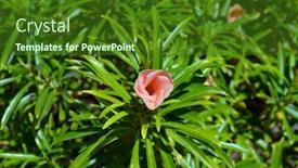  Presentation with egypt - Slides featuring decorative-flowers-in-sharm-el background and a forest green colored foreground