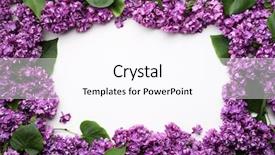  Presentation with white easter lily flowers - PPT layouts with decorative frame of lilac flowers background and a pink colored foreground