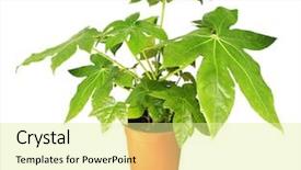  Presentation with plant - Slides consisting of decorative home plant japanese fatsia background and a blonde colored foreground