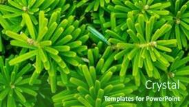  Presentation with leaves - Slides consisting of decorative-juniper-leaves-as-background background and a forest green colored foreground