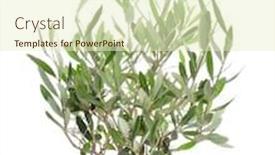  Presentation with olive tree - Slide deck with decorative-olive-tree-on-white background and a soft green colored foreground