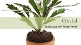  Presentation with plant - Cool new PPT layouts with decorative-plant-in-flower-pot backdrop and a yellow colored foreground