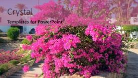  Presentation with egypt - Slide deck with decorative-plants-in-sharm-el background and a coral colored foreground