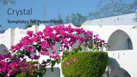  Presentation with egypt - Colorful PPT theme enhanced with decorative-plants-in-sharm-el backdrop and a light blue colored foreground