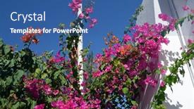  Presentation with egypt - Slide deck enhanced with decorative-plants-in-sharm-el background and a ocean colored foreground