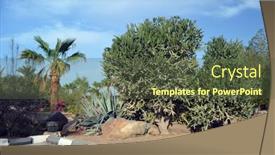  Presentation with egypt toothpaste - Presentation design enhanced with decorative-plants-in-sharm-el background and a tawny brown colored foreground