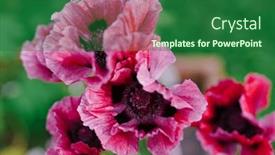  Presentation with poppy - 