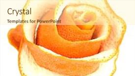  Presentation with orange peel isolated - Amazing slide set having decorative rose from dry orange peel isolated on white backdrop and a cream colored foreground