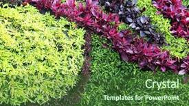  Presentation with plants - Amazing slide deck having decorative wall arrangement made of various colorful coleus and parsley plants backdrop and a forest green colored foreground