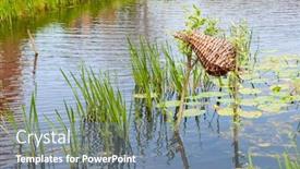  Presentation with plants - PPT layouts consisting of decoy-in-ditch-with-nature background and a seafoam green colored foreground