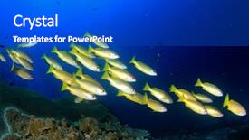  Presentation with coral - Amazing slides having deep blue sea - fish on underwater coral reef backdrop and a dark gray colored foreground