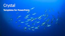  Presentation with reef octopus underwater - Slide deck featuring deep blue sea - fish school on underwater reef background and a gray colored foreground