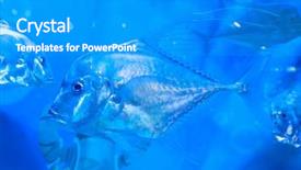  Presentation with freshly caught anchovy fishes engroulis - Beautiful PPT layouts featuring deep blue sea - torpical fishes at seoul coex backdrop and a  colored foreground