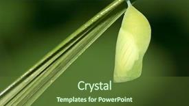  Presentation with pupa - Slides consisting of deep green butterfly pupa hanging background and a tawny brown colored foreground