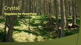  Presentation with pine forest - Beautiful PPT theme featuring deep-inside-a-pine-forest backdrop and a tawny brown colored foreground