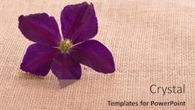  Presentation with clematis - PPT theme enhanced with deep-purple-clematis-flower background and a coral colored foreground