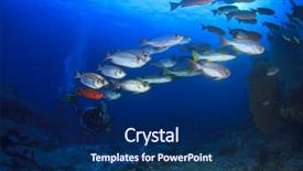  Presentation with anti nutrition in fish - Amazing slides having deep sea divers - scuba diver exploring reef backdrop and a navy blue colored foreground