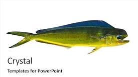  Presentation with dolphin - Slides enhanced with aka dorado dolphin fish mahi background and a white colored foreground