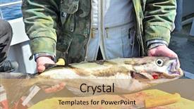  Presentation with gut - Slide set featuring deep sea fishing - gutting fish background and a coral colored foreground