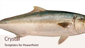  Presentation with fish tuna - Presentation theme having profile of yellowtail tuna fish background and a lemonade colored foreground