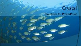  Presentation with tuna fish - Slide deck with deep sea divers - shoal of tuna fish underwater background and a light blue colored foreground