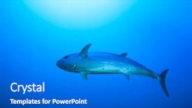  Presentation with tuna fish - Slide deck enhanced with deep sea - tuna fish underwater background and a gray colored foreground