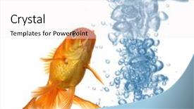  Presentation with moving sea - Slide deck enhanced with deep sea moving - goldfish in clear water isolated background and a white colored foreground